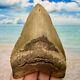 4.94 Megalodon Fossil Shark Tooth Nice Serrations! No Restoration Or Repair