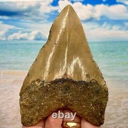 4.94 Megalodon Fossil Shark Tooth Nice Serrations! No Restoration or Repair