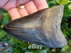 4.96 inch Georgia scuba Megalodon shark tooth teeth jaw fossil mako great white