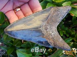 4.96 inch Georgia scuba Megalodon shark tooth teeth jaw fossil mako great white