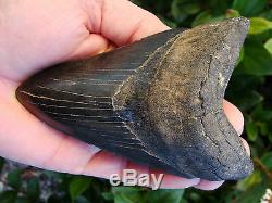 4.96 inch Georgia scuba Megalodon shark tooth teeth jaw fossil mako great white