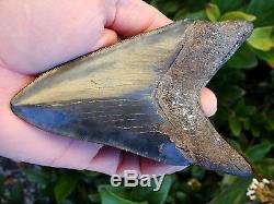 4.96 inch Georgia scuba Megalodon shark tooth teeth jaw fossil mako great white
