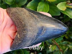 4.96 inch Georgia scuba Megalodon shark tooth teeth jaw fossil mako great white