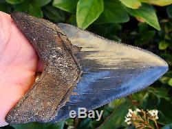 4.96 inch Georgia scuba Megalodon shark tooth teeth jaw fossil mako great white