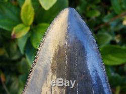 4.96 inch Georgia scuba Megalodon shark tooth teeth jaw fossil mako great white