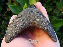 4.96 inch Georgia scuba Megalodon shark tooth teeth jaw fossil mako great white