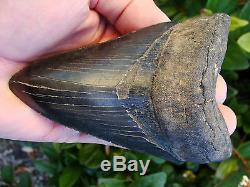 4.96 inch Georgia scuba Megalodon shark tooth teeth jaw fossil mako great white