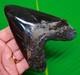 4.97 Megalodon Shark Tooth Real Fossil Heart Shaped Jet Black