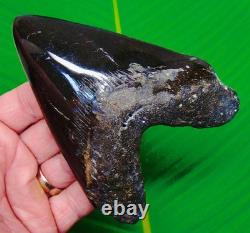 4.97 Megalodon Shark Tooth Real Fossil Heart Shaped JET BLACK