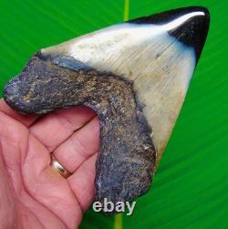 4.97 Megalodon Shark Tooth Real Fossil Heart Shaped JET BLACK