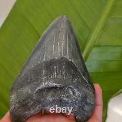 4.98 inch Megalodon Shark Tooth