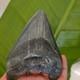 4.98 Inch Megalodon Shark Tooth
