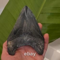 4.98 inch Megalodon Shark Tooth