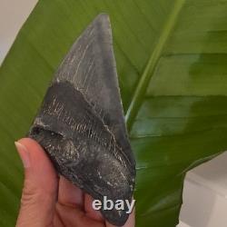 4.98 inch Megalodon Shark Tooth