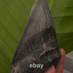 4.98 inch Megalodon Shark Tooth