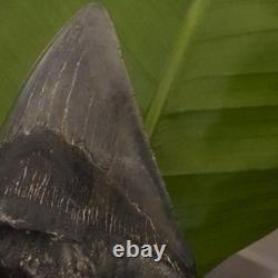 4.98 inch Megalodon Shark Tooth