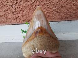 4.9(12.6 cm) long x 3.5(8.9 cm) wide natural Otudus Megalodon tooth