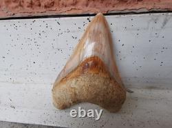 4.9(12.6 cm) long x 3.5(8.9 cm) wide natural Otudus Megalodon tooth