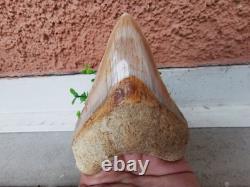 4.9(12.6 cm) long x 3.5(8.9 cm) wide natural Otudus Megalodon tooth