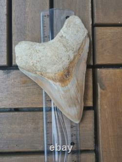 4.9(12.6 cm) long x 3.5(8.9 cm) wide natural Otudus Megalodon tooth