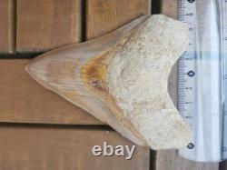 4.9(12.6 cm) long x 3.5(8.9 cm) wide natural Otudus Megalodon tooth