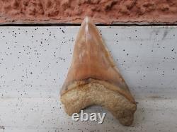 4.9(12.6 cm) long x 3.5(8.9 cm) wide natural Otudus Megalodon tooth