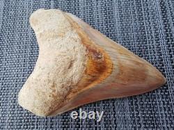 4.9(12.6 cm) long x 3.5(8.9 cm) wide natural Otudus Megalodon tooth