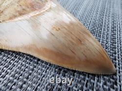 4.9(12.6 cm) long x 3.5(8.9 cm) wide natural Otudus Megalodon tooth