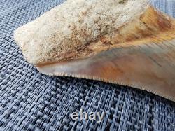 4.9(12.6 cm) long x 3.5(8.9 cm) wide natural Otudus Megalodon tooth