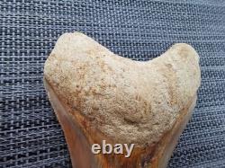 4.9(12.6 cm) long x 3.5(8.9 cm) wide natural Otudus Megalodon tooth