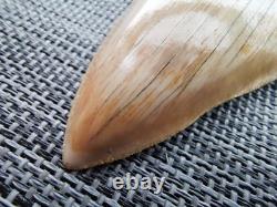 4.9(12.6 cm) long x 3.5(8.9 cm) wide natural Otudus Megalodon tooth