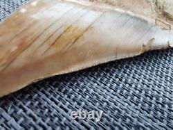 4.9(12.6 cm) long x 3.5(8.9 cm) wide natural Otudus Megalodon tooth