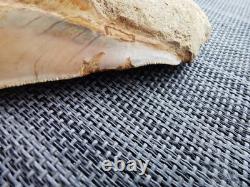 4.9(12.6 cm) long x 3.5(8.9 cm) wide natural Otudus Megalodon tooth