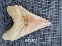 4.9(12.6 cm) long x 3.5(8.9 cm) wide natural Otudus Megalodon tooth