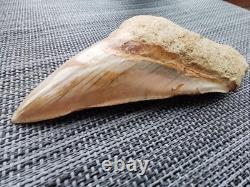 4.9(12.6 cm) long x 3.5(8.9 cm) wide natural Otudus Megalodon tooth