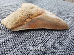 4.9(12.6 cm) long x 3.5(8.9 cm) wide natural Otudus Megalodon tooth