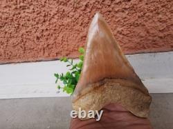 4.9(12.6 cm) long x 3.5(8.9 cm) wide natural Otudus Megalodon tooth