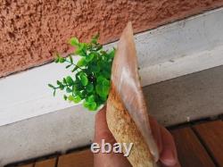 4.9(12.6 cm) long x 3.5(8.9 cm) wide natural Otudus Megalodon tooth