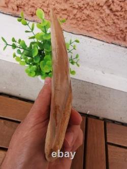 4.9(12.6 cm) long x 3.5(8.9 cm) wide natural Otudus Megalodon tooth