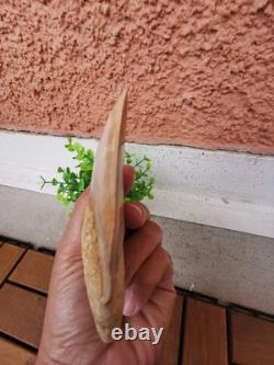 4.9(12.6 cm) long x 3.5(8.9 cm) wide natural Otudus Megalodon tooth