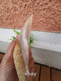 4.9(12.6 cm) long x 3.5(8.9 cm) wide natural Otudus Megalodon tooth