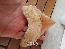 4.9(12.6 cm) long x 3.5(8.9 cm) wide natural Otudus Megalodon tooth