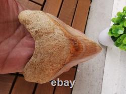 4.9(12.6 cm) long x 3.5(8.9 cm) wide natural Otudus Megalodon tooth