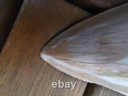 4.9(12.6 cm) long x 3.5(8.9 cm) wide natural Otudus Megalodon tooth