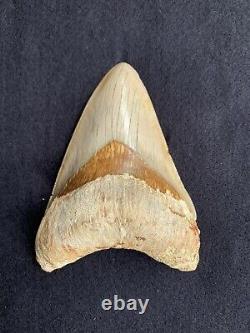 4.9 Indonesia / Indonesian Megalodon Fossil Shark Tooth 100% NATURAL