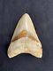 4.9 Indonesia / Indonesian Megalodon Fossil Shark Tooth 100% Natural