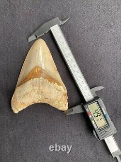4.9 Indonesia / Indonesian Megalodon Fossil Shark Tooth 100% NATURAL