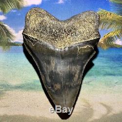 4.9 Megalodon Shark Tooth- High Quality Great Serrations No Restoration