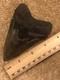 4 Inch Large Megalodon Tooth Original