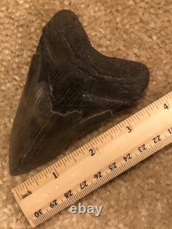 4 INCH Large Megalodon Tooth Original